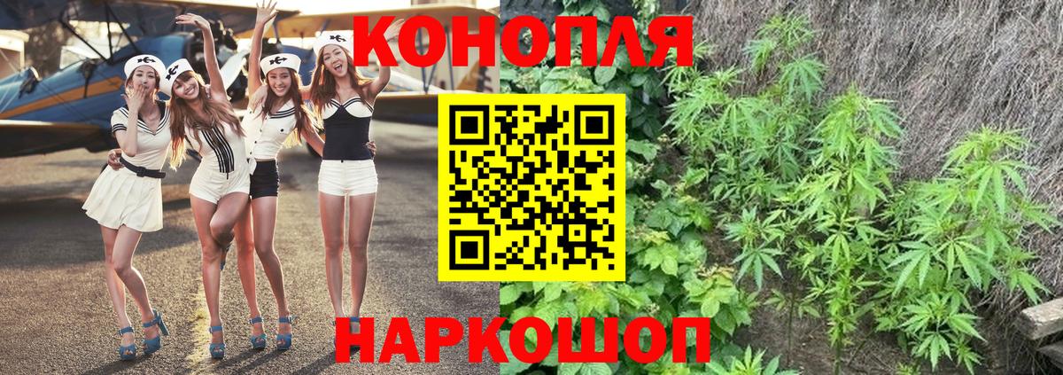 Каннабис индика Губкин